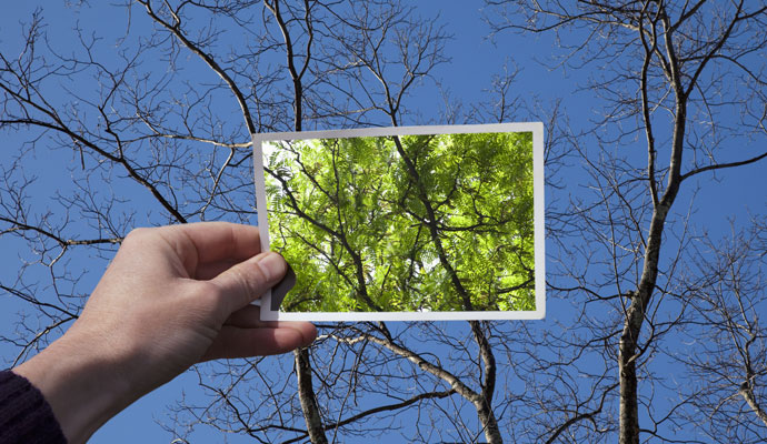 A vibrant snapshot of trees in full foliage is held up against and superimposed over a view of the same leafless trees in winter. A vibrant snapshot of trees in full foliage is held up against and superimposed over a view of the same leafless trees in winter.