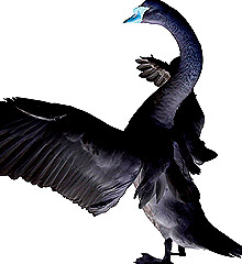 Først efterligne myndighed How to Prepare for a Black Swan