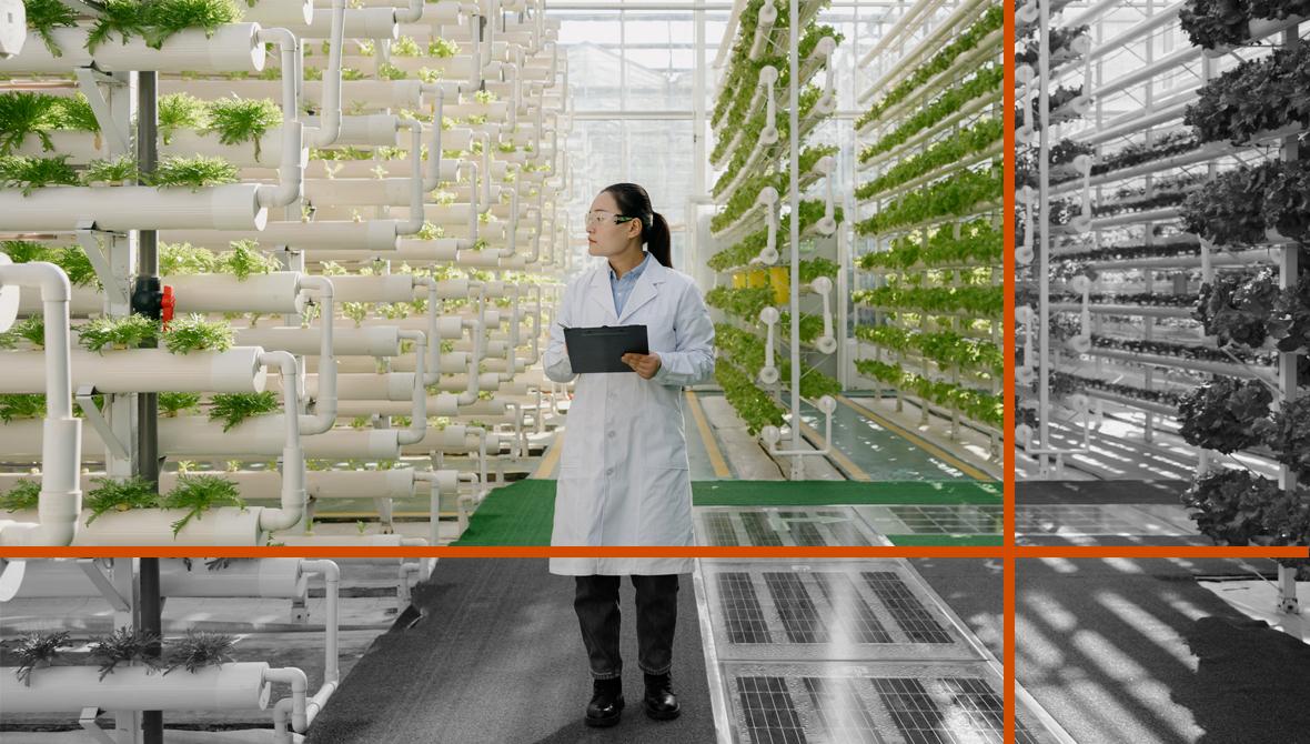 A scientist stands among vertical columns of vegetables growing in a greenhouse. She faces to the viewer's left to inspect the vegetables and holds a clipboard to record her observations.