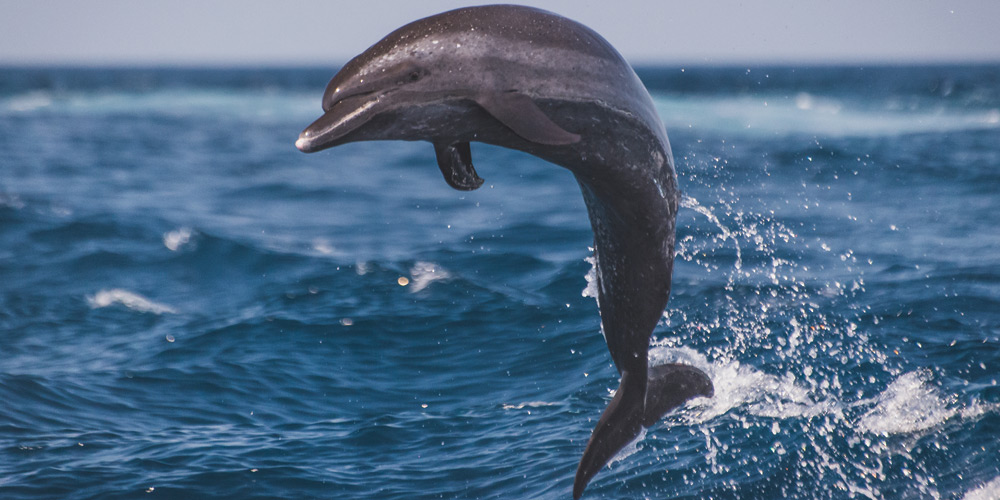 Learn to pivot like a dolphin