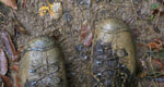 An overhead view focuses on a hiker’s pair of mud-covered boots, with leaves, grass, and mud scattered on the trail beneath them.