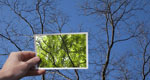 A vibrant snapshot of trees in full foliage is held up against and superimposed over a view of the same leafless trees in winter.