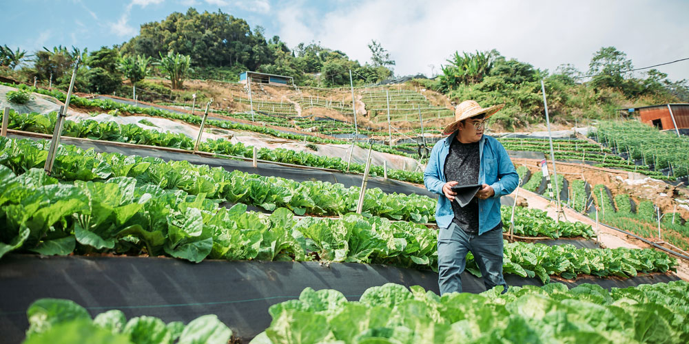 A farmer uses a digital tablet while examining his farm