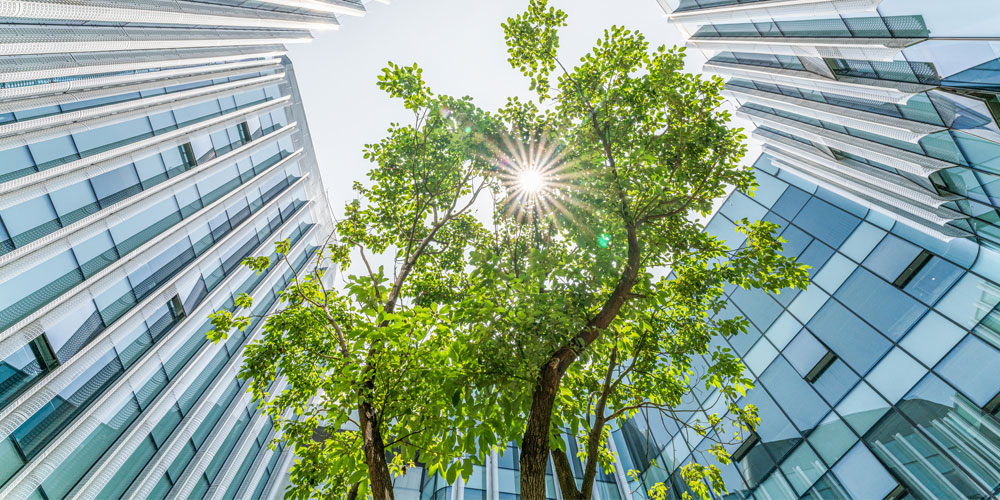 A tree grows through the center of a modern corporate courtyard. A tree grows through the center of a modern corporate courtyard.