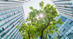 A tree grows through the center of a modern corporate courtyard.