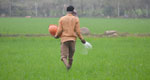 Indian farmer spreading fertilizer in a wheat field