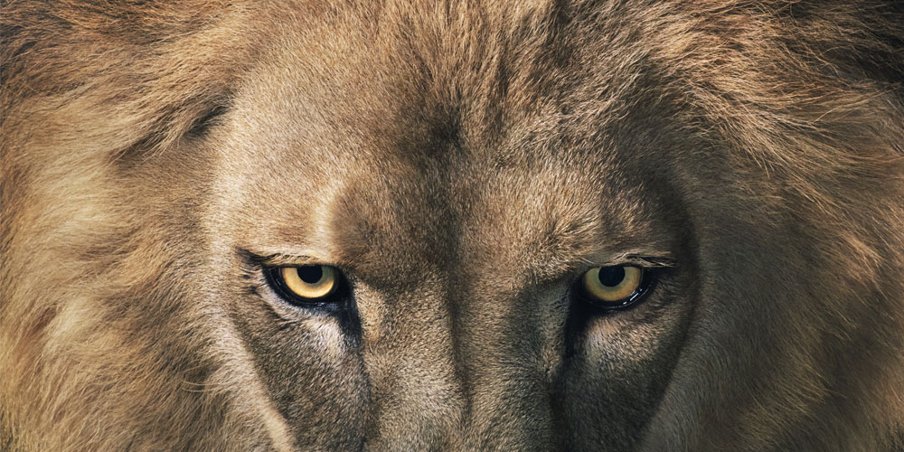 A close-up photograph of a lion with a full mane and bright eyes.