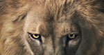 A close-up photograph of a lion with a full mane and bright eyes.
