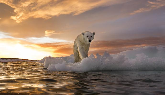 Polar bear on melting ice in Canada