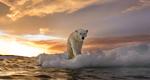 Polar bear on melting ice in Canada