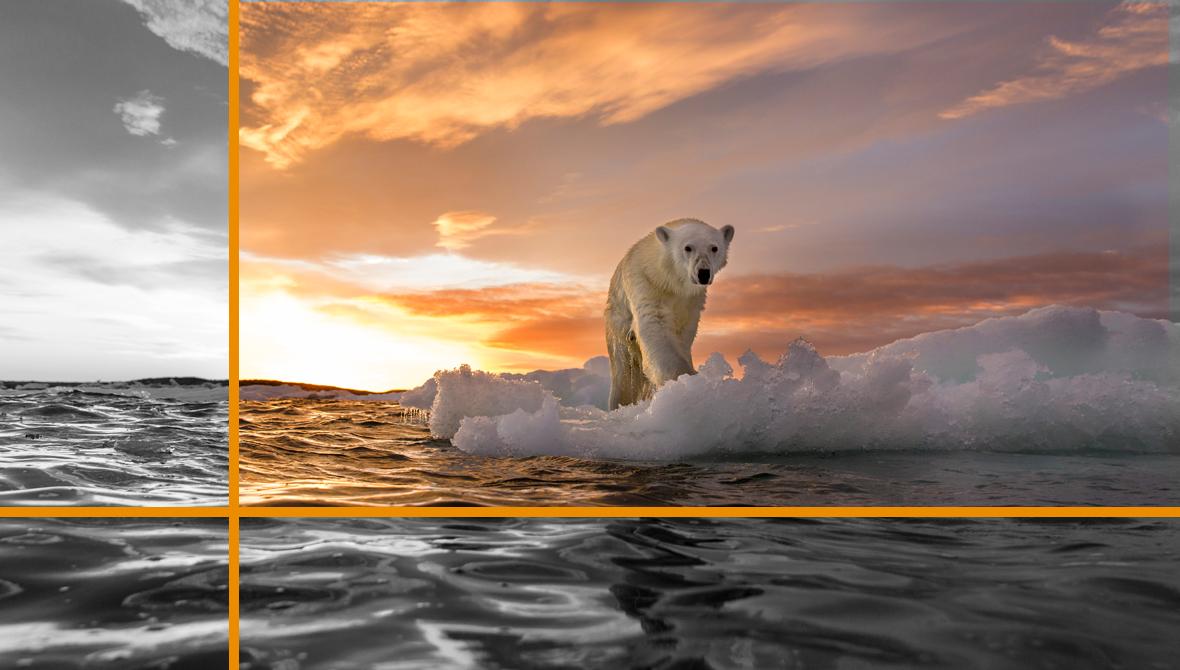 Polar bear on melting ice in Canada Polar bear on melting ice in Canada