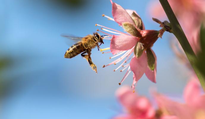 Honeybee Flying to Desert Gold Peach Flower