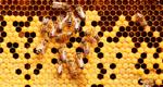 Within a hive, groups of bees cluster and communicate as they crawl over the surface of a honeycomb
