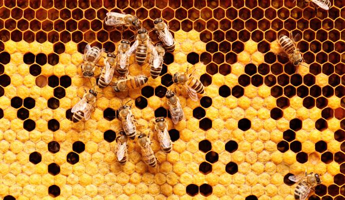 Within a hive, groups of bees cluster and communicate as they crawl over the surface of a honeycomb Within a hive, groups of bees cluster and communicate as they crawl over the surface of a honeycomb