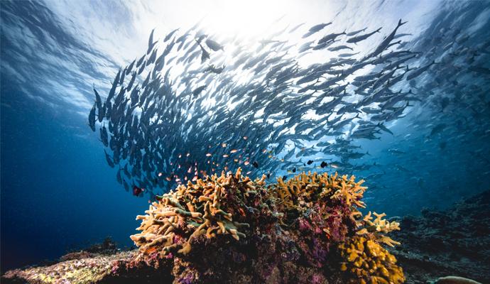 Low-angle underwater shot of a big tornado group of jackfish.