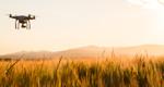 Photograph of a drone flying low over a wheat field