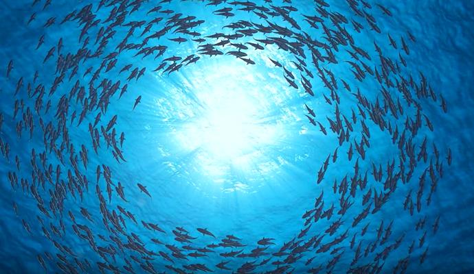 A large school of fish swimming in a circular pattern beneath the ocean surface.