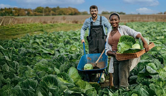 In a large field of cabbages, a smiling man pushes a wheelbarrow and a smiling woman next to him holds a basket with picked cabbages.